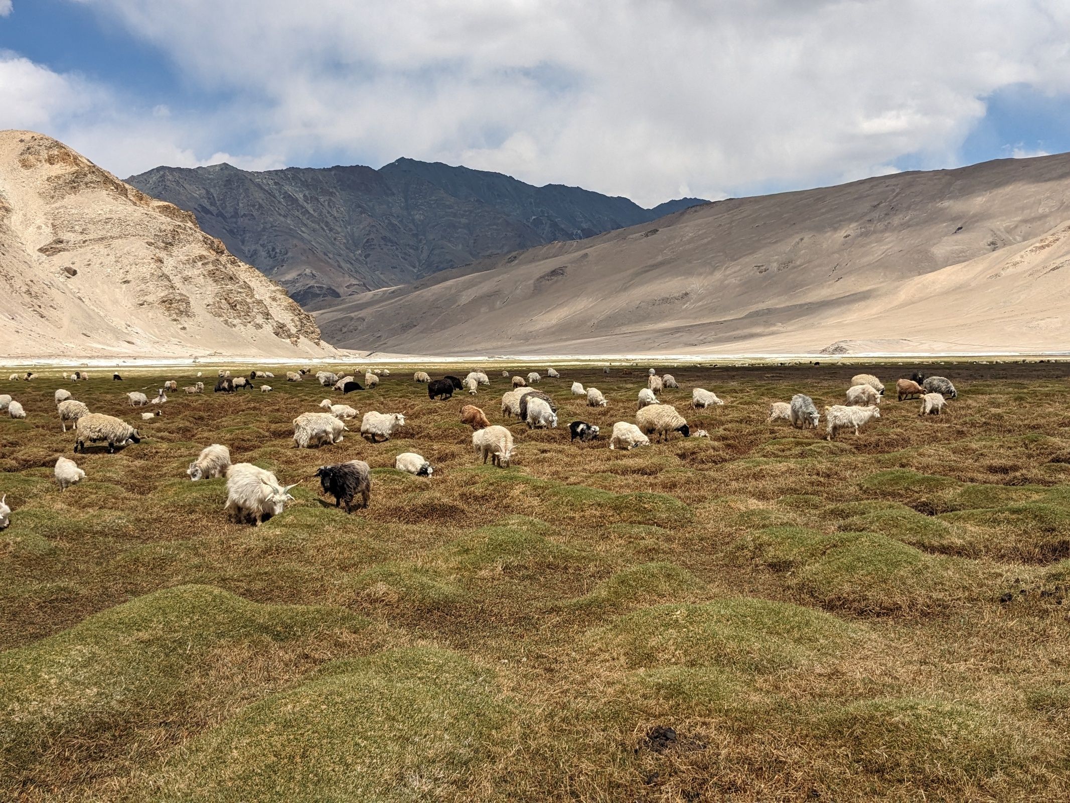 Trek - Ladakh, au fil du pashmina