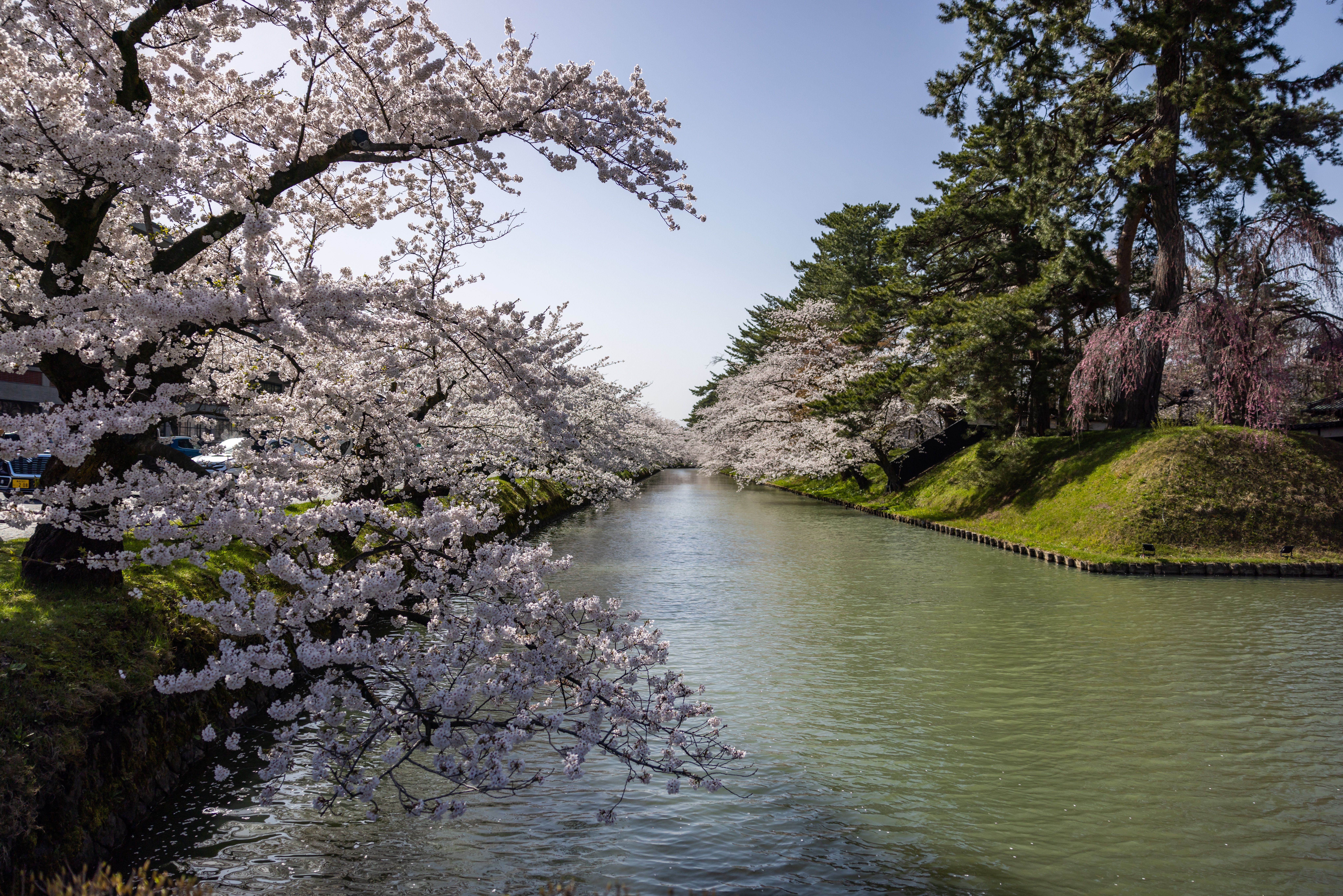 Sur les douves du chateau d'Hirosaki, avec les cerisiers en fleur