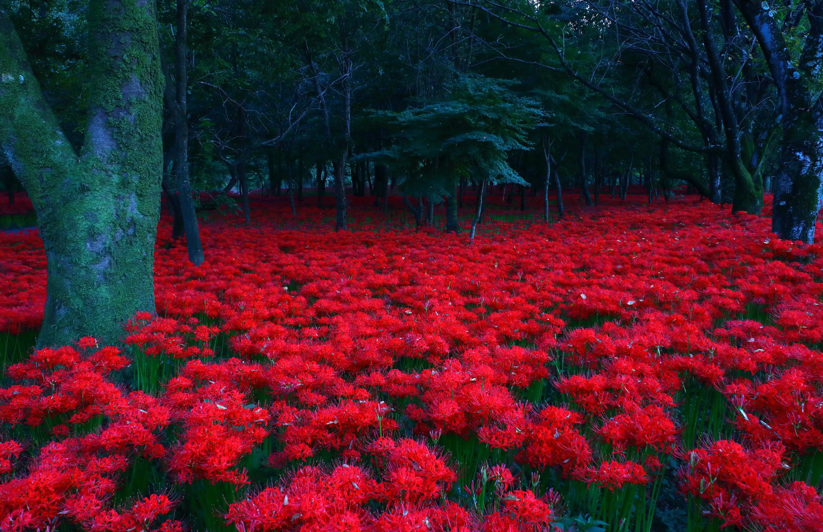 Vue sur un champ de lycoris à Saitama
