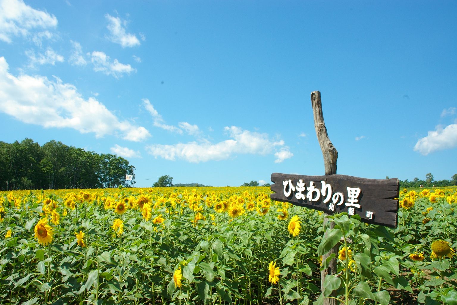 Vue sur des tournesol dans un champ au Japon