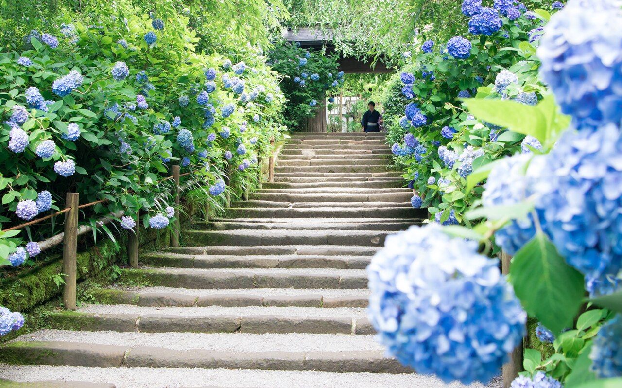 Vue sur les hortensia du temple Meitgetsuin