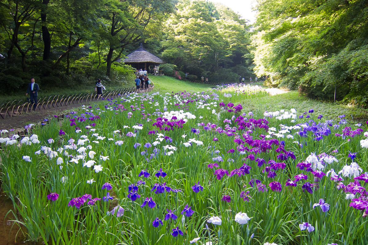 Vue sur les iris du temple Meiji