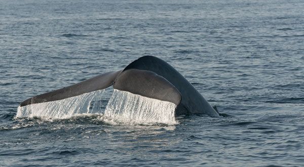 observation-baleines-sri-lanka.htm
