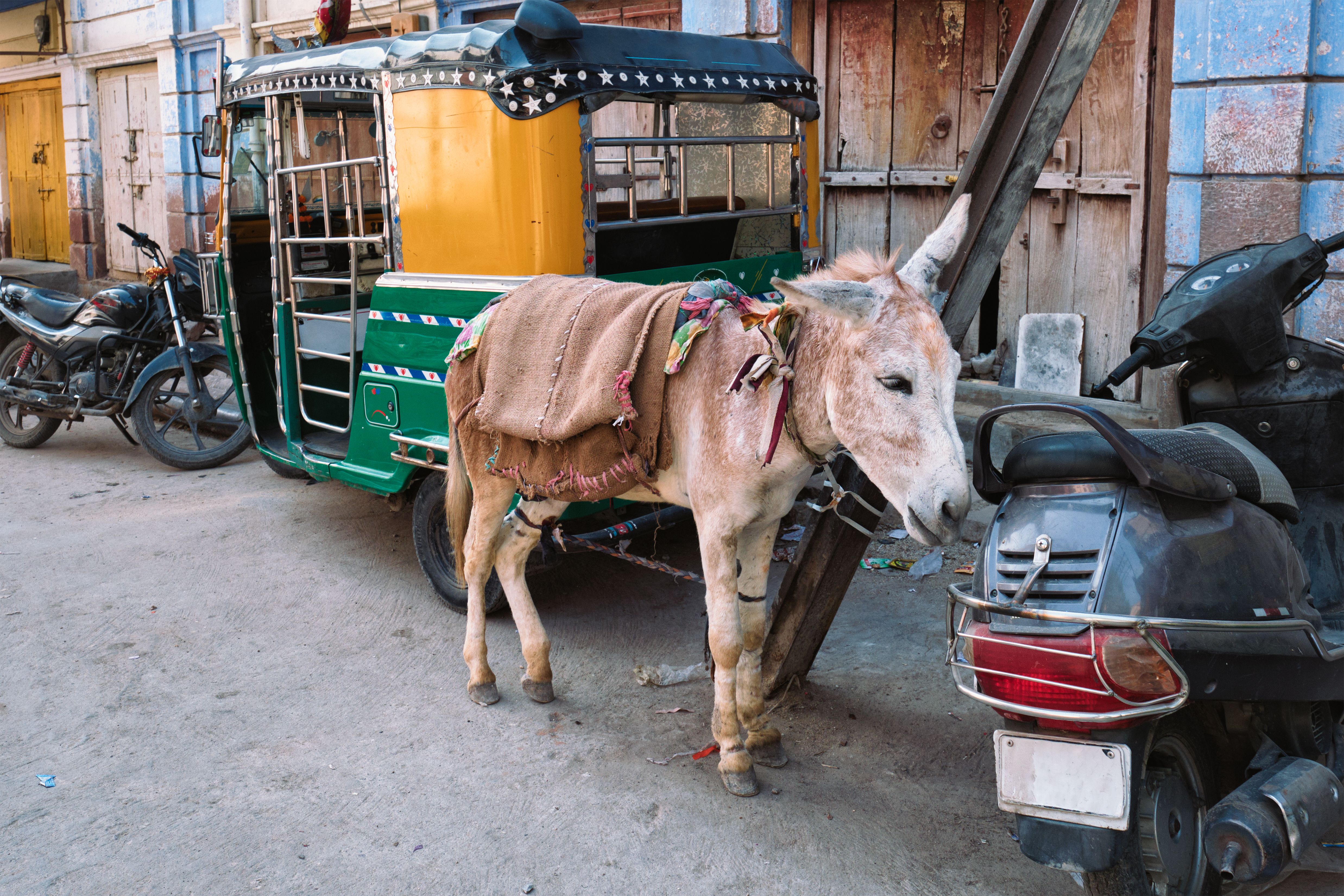 donkey-auto-rickshaw-and-motorcycles-in-indian-st-2024-10-17-20-57-10-utc.jpg