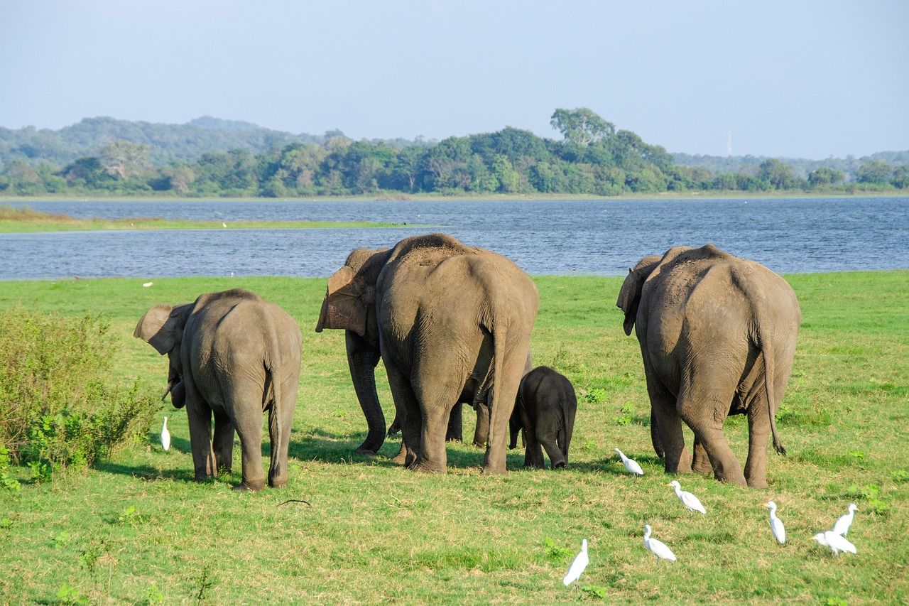 elephant-4037451_1280.jpg