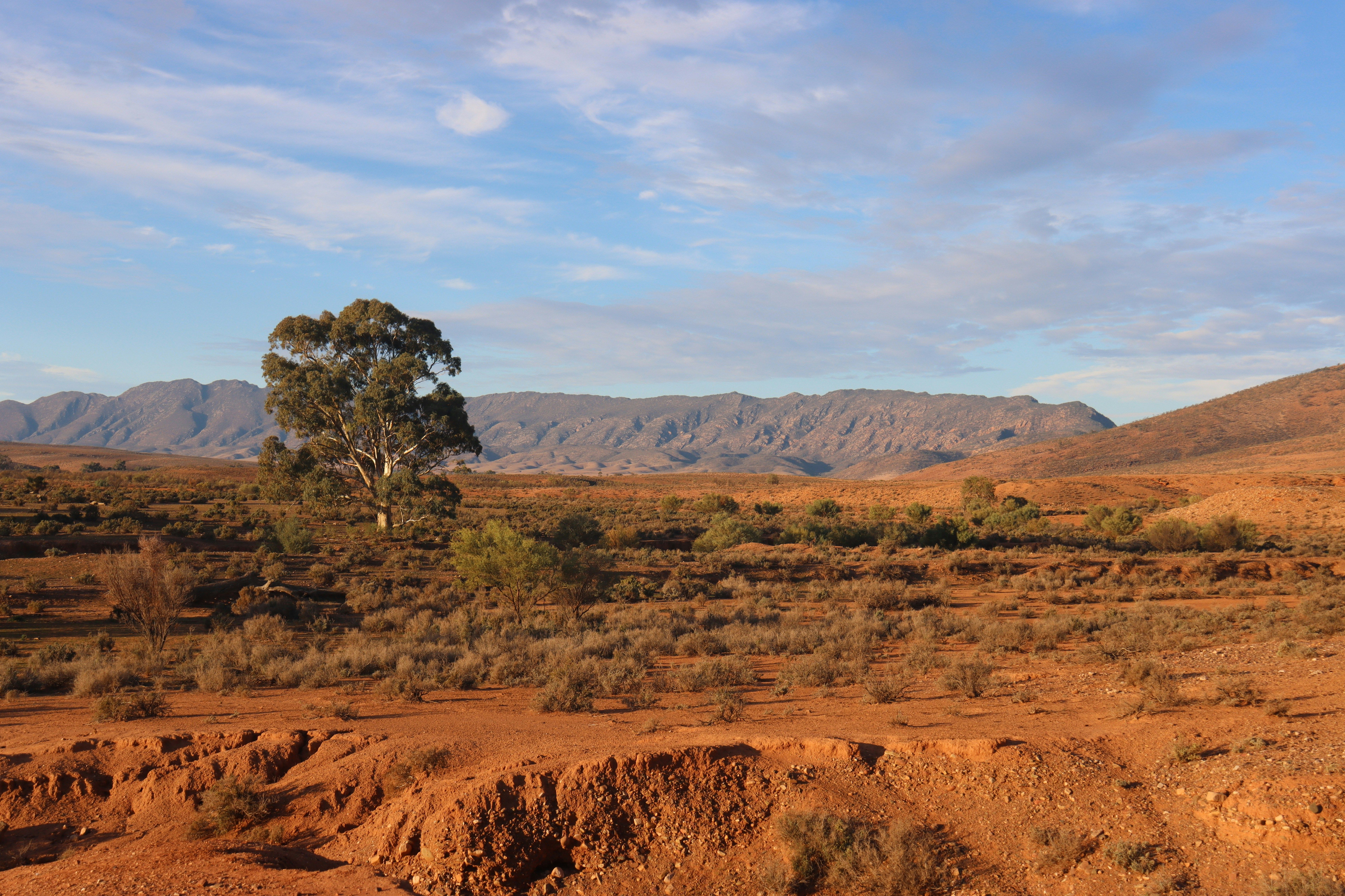 Voyage en Australie - Plaine ocre et montagnes à Mount Little Station, Outback australien Plaine ocre et montagnes à Mount Little Station, Outback australien