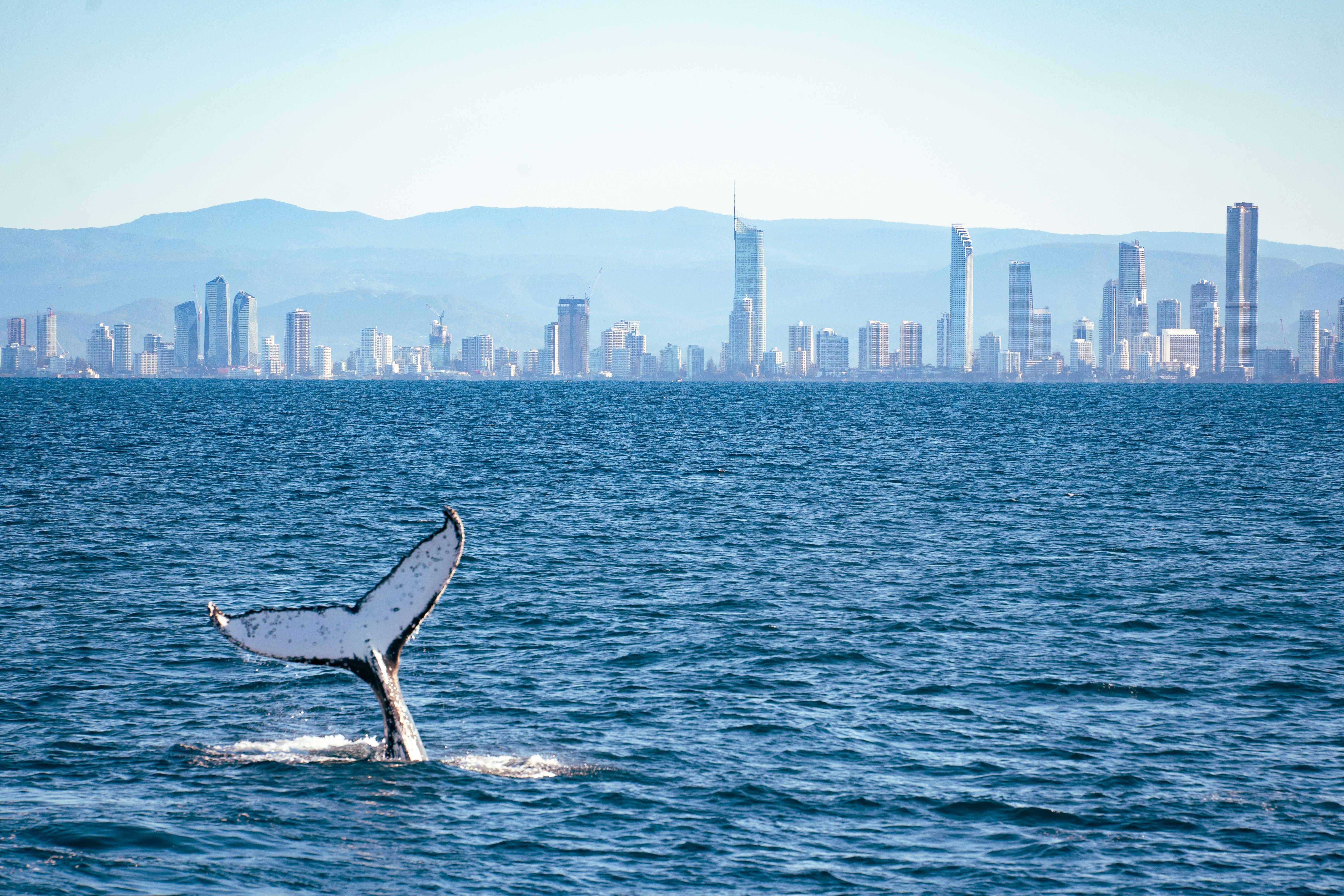 Voyage en Australie - Queue de baleine émergeant de l'océan avec la ligne d'horizon urbaine de la Gold Coast en arrière-plan Queue de baleine émergeant de l'océan avec la ligne d'horizon urbaine de la Gold Coast en arrière-plan