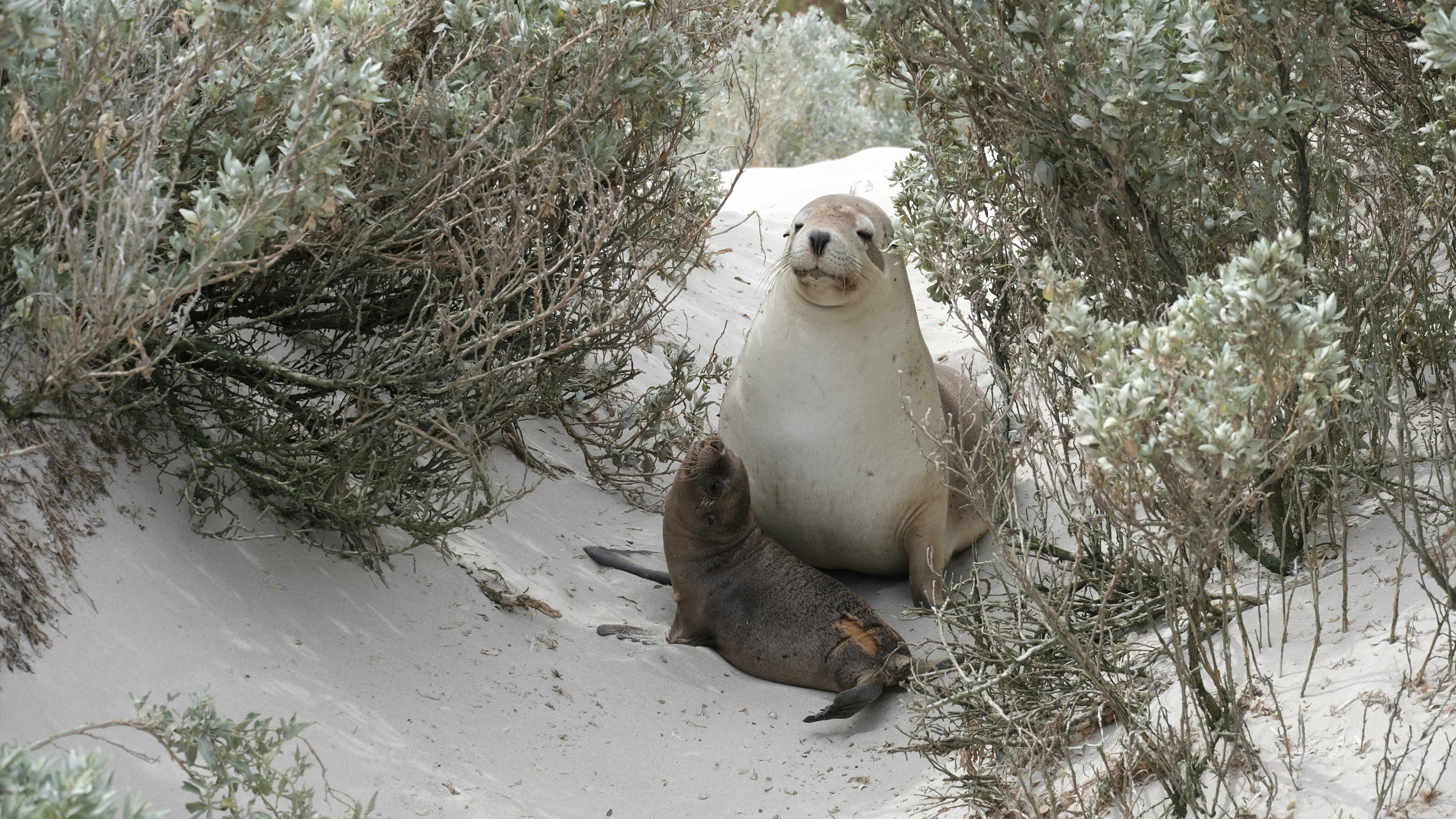 Voyage en Australie - Lions de mer se reposant dans les dunes de Kangaroo Island Lions de mer se reposant dans les dunes de Kangaroo Island