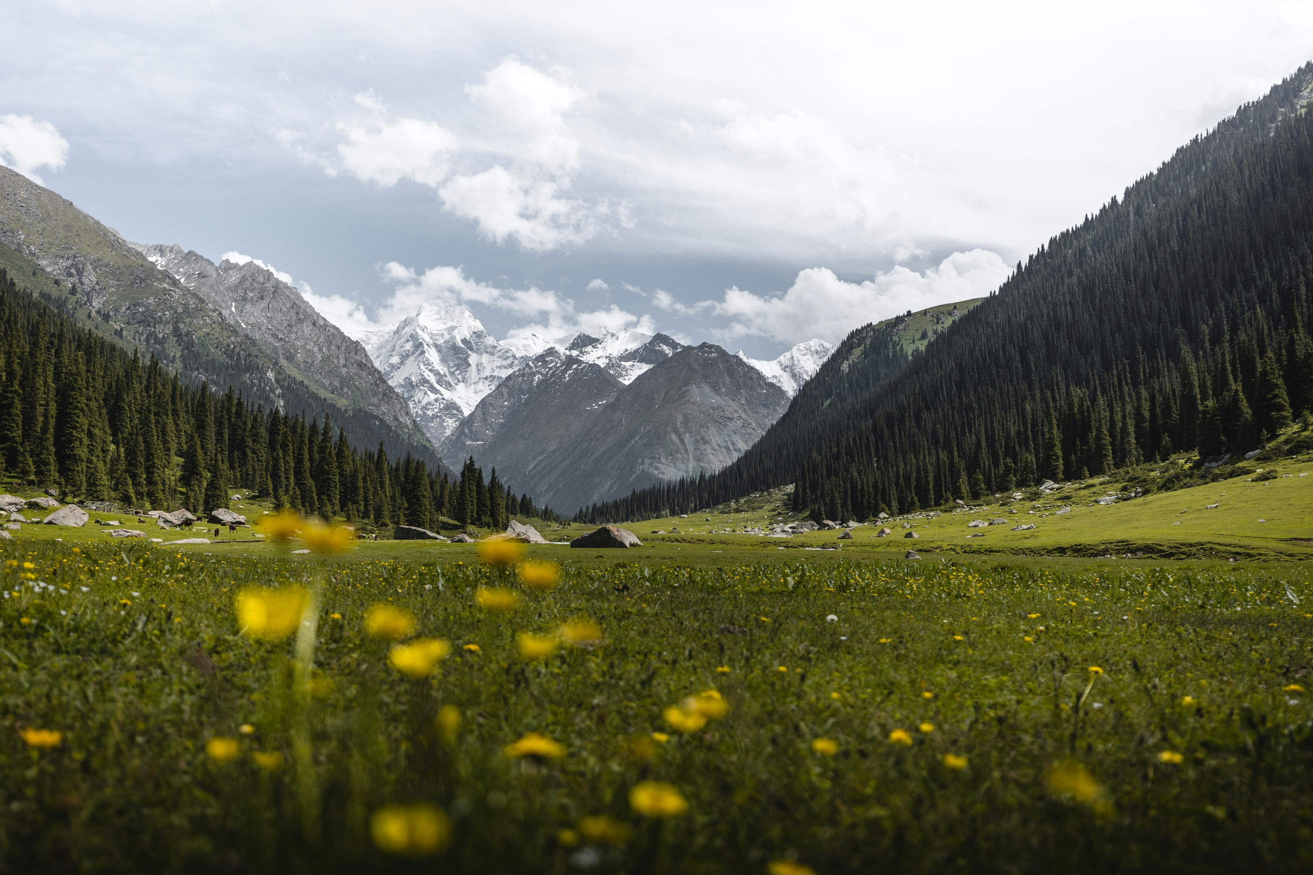 Montagnes entourées de champs verts