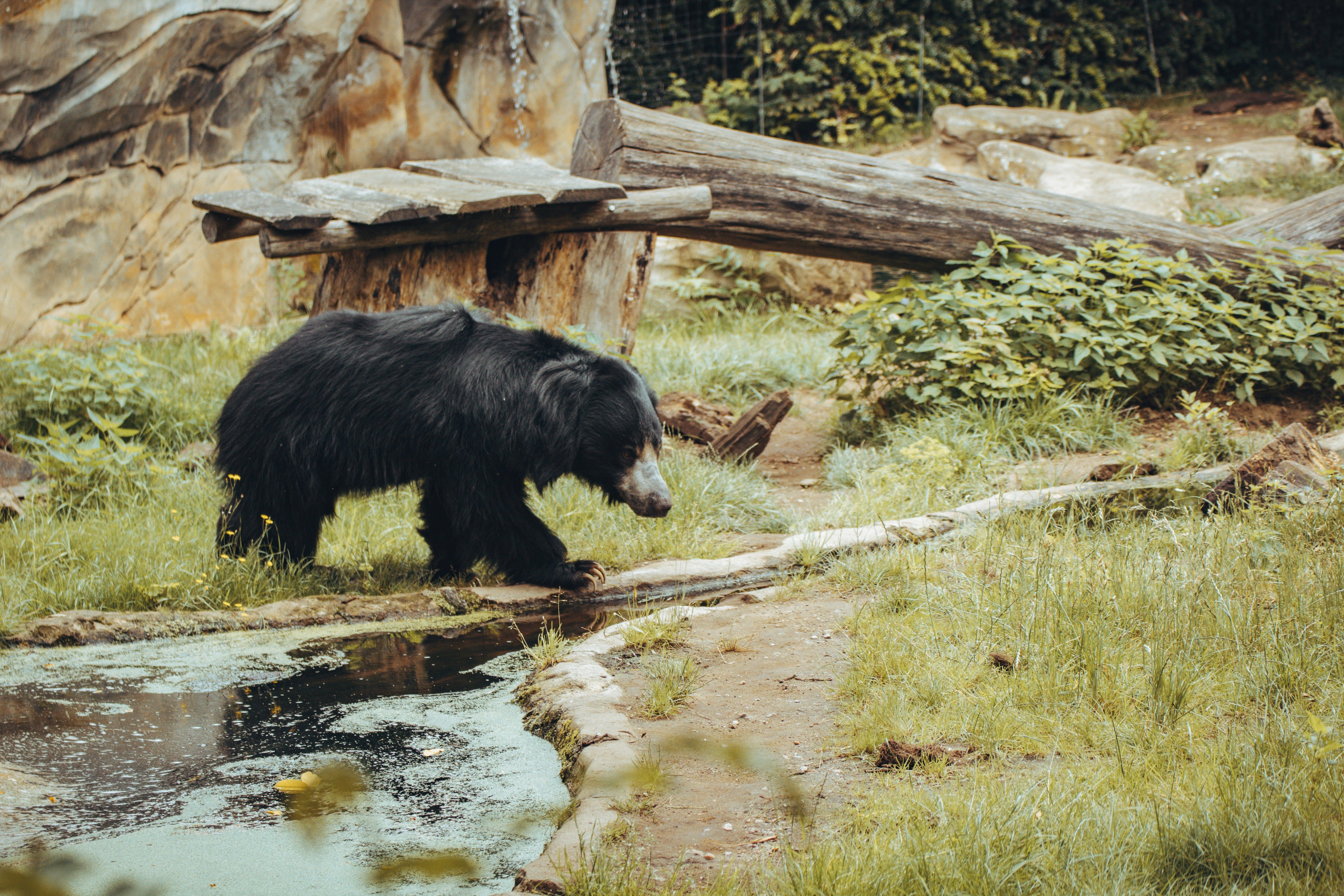 ours lippu_unsplash.jpg