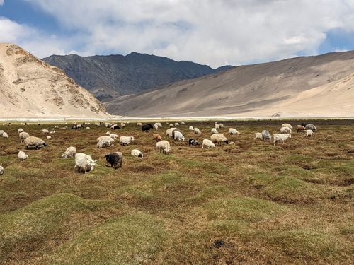 Trek - Ladakh, au fil du pashmina