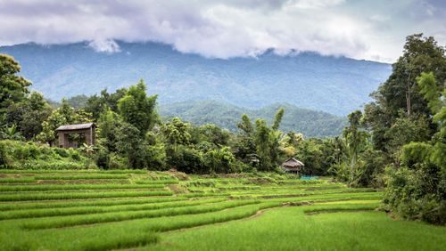 Trek - Balade dans le Nord de la Thaïlande
