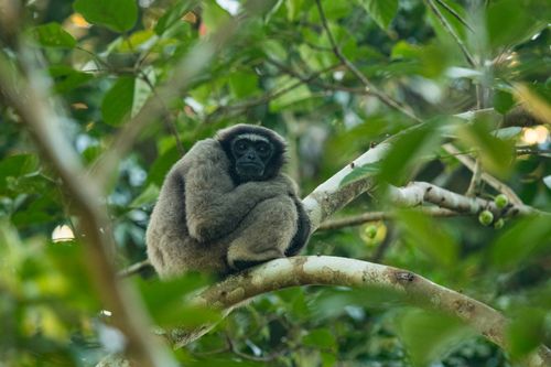 Safari - Malaisie : Safari et vie sauvage à Bornéo
