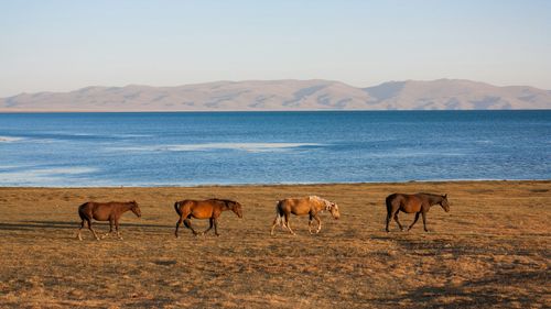 Voyage à cheval - Kirghizistan au rythme des traditions nomades