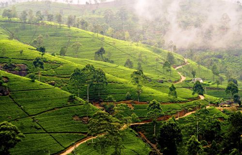 Trek - Rencontres et randonnées au Sri Lanka