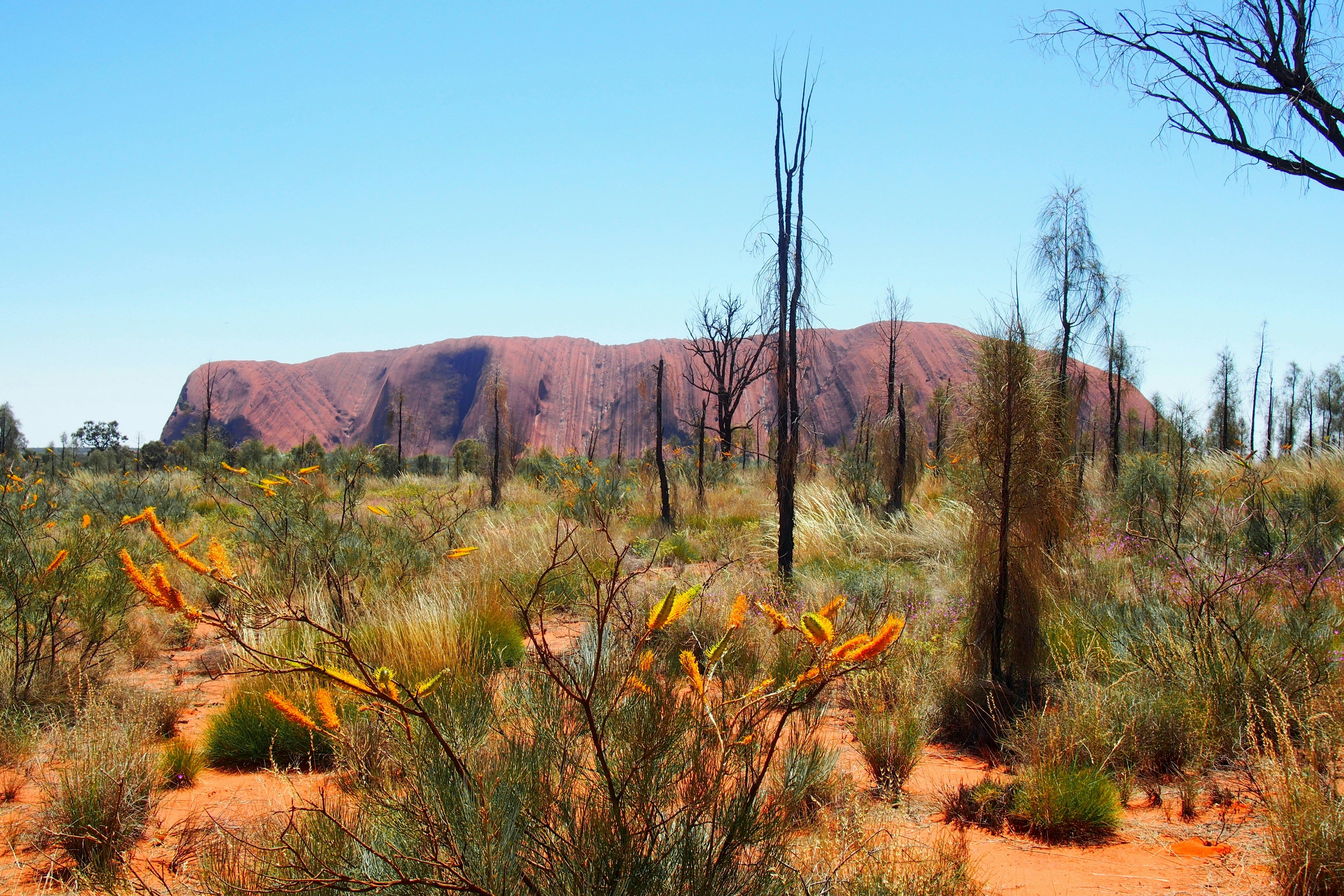 Voyage en Australie - Végétation sauvage du désert avec le rocher sacré d'Uluru en arrière-plan sous un ciel clair Végétation sauvage du désert avec le rocher sacré d'Uluru en arrière-plan sous un ciel clair