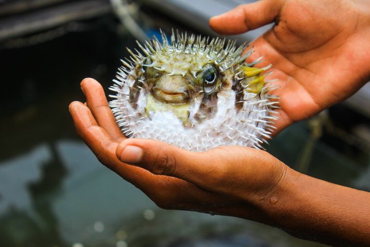Animaux du Japon : poisson Fugu