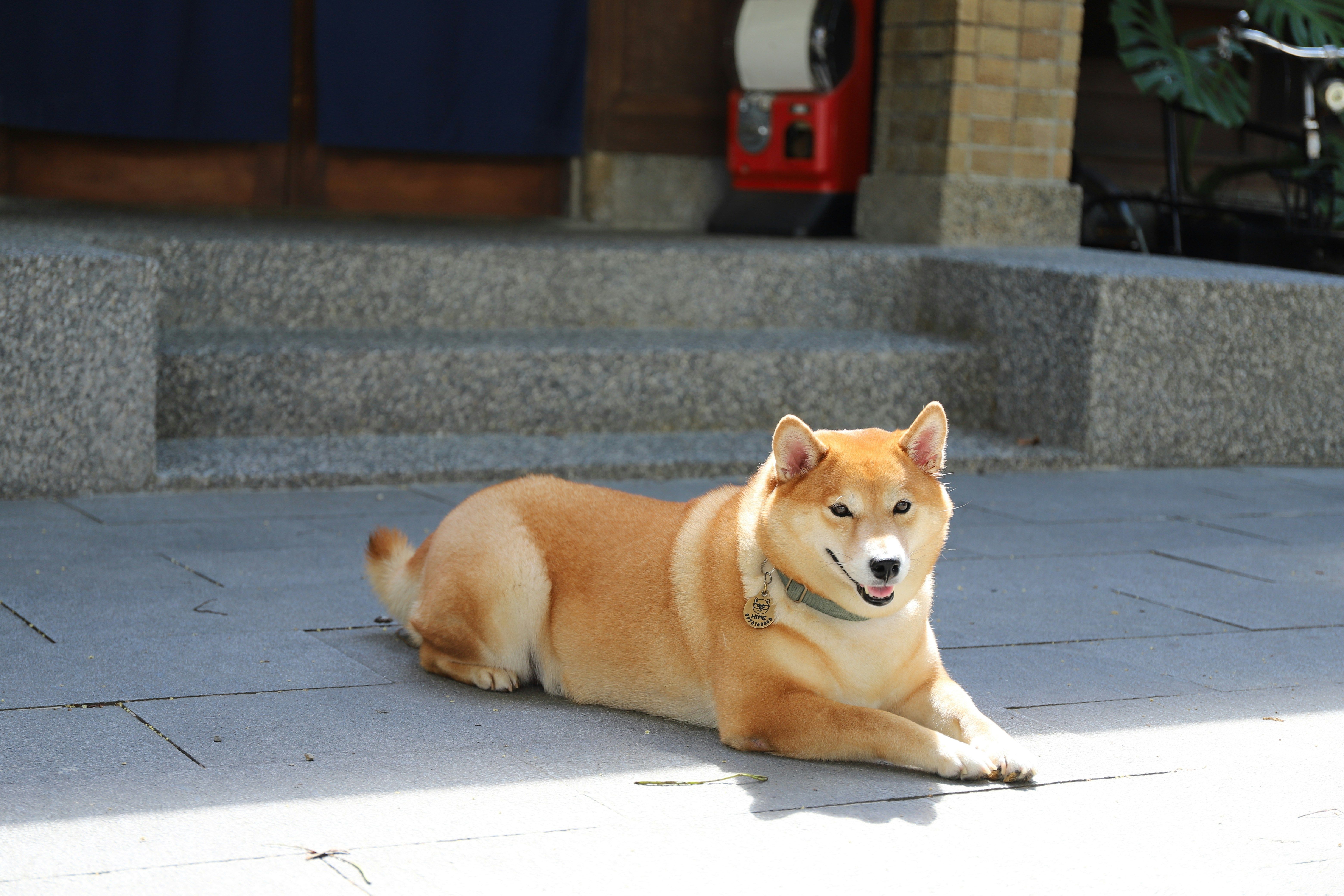 Shiba Inu