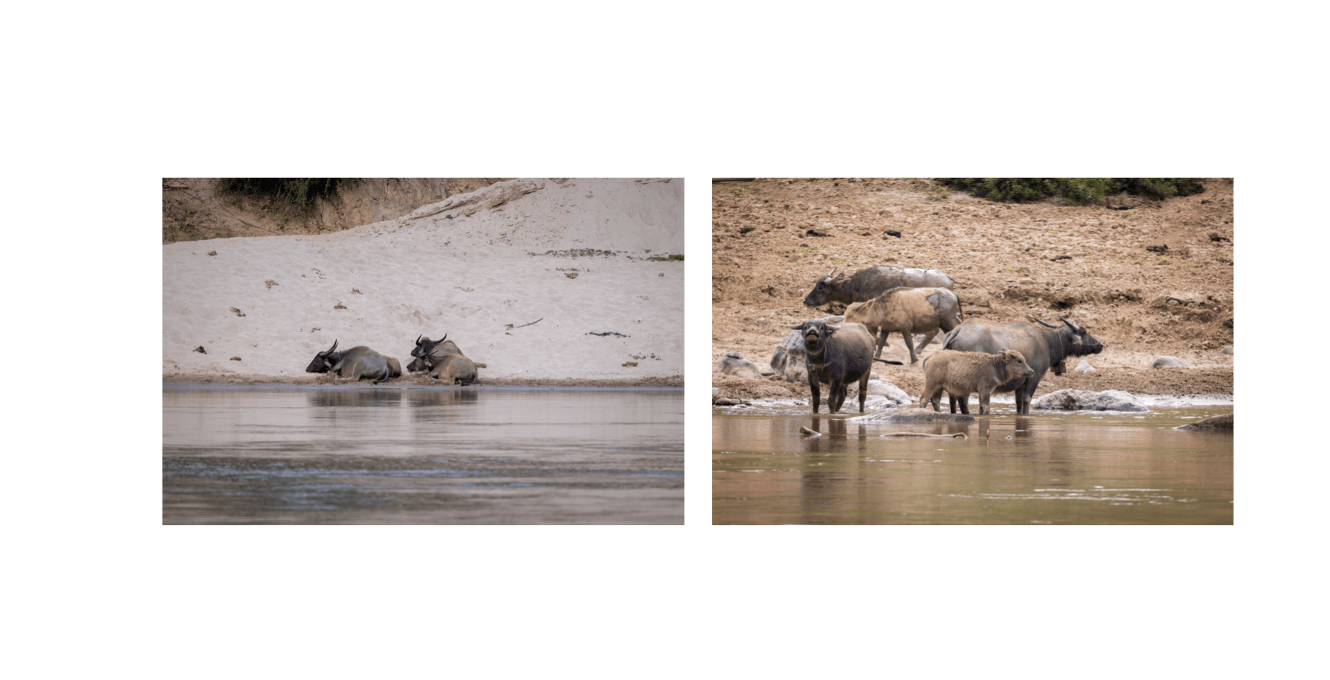 Voyage au Laos - buffles d'eau se reposant et se baignant dans les eaux peu profondes du Mékong