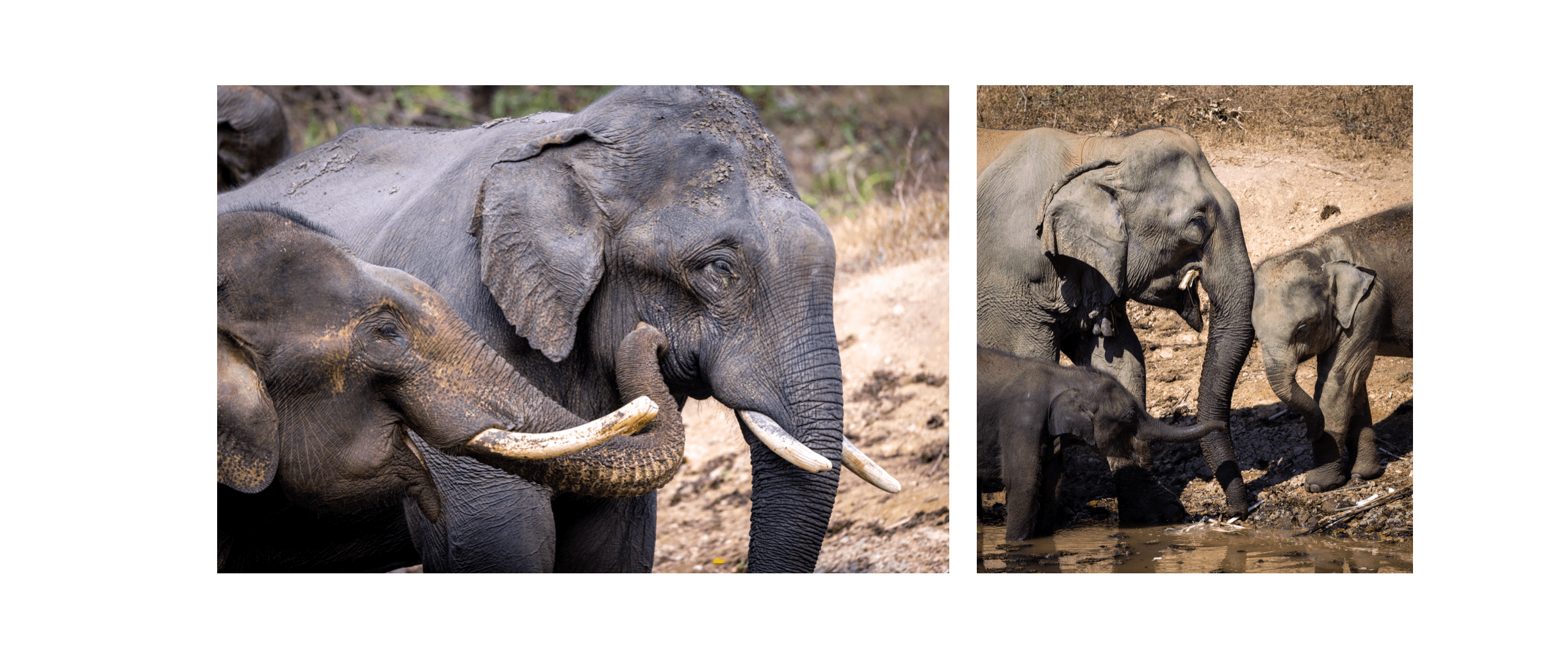 Voyage au Laos - Elephant Conservation Center (ECC), sanctuaire éthique accessible depuis Luang Prabang