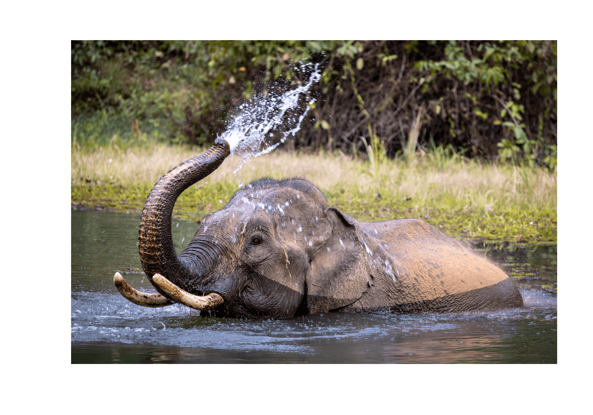 voyage-laos-ecc-elephants-jouent-dans-eau-comportements-naturels-shanti-travel.jpg