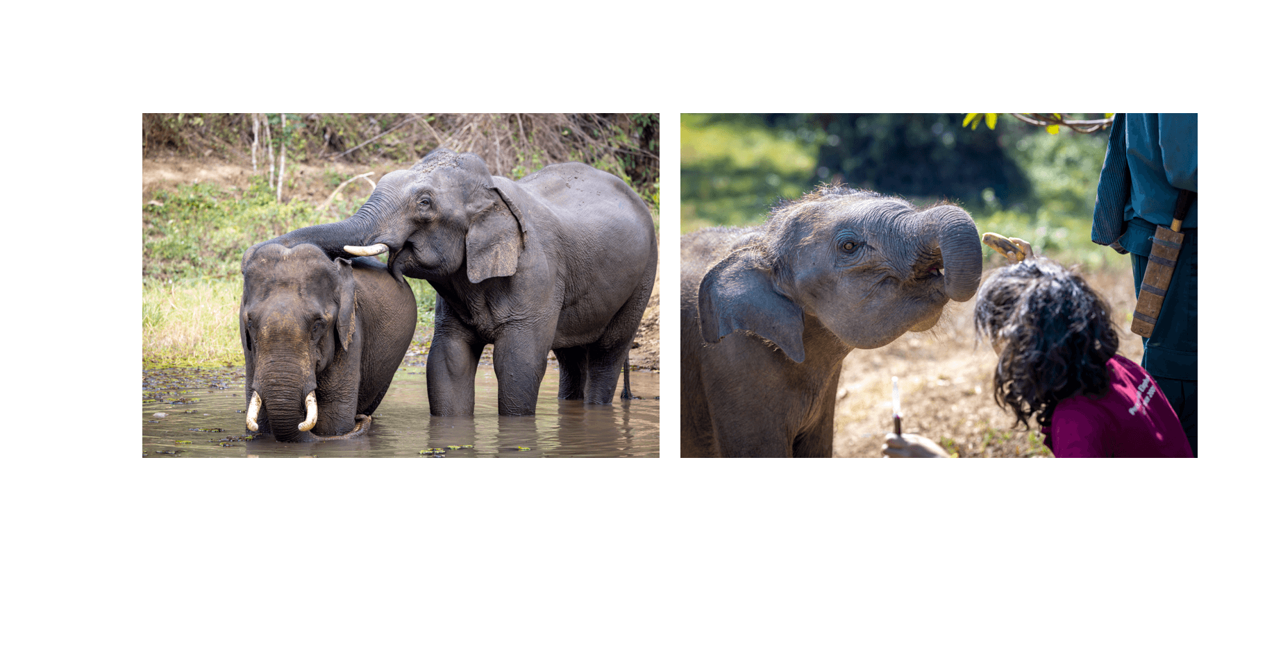 Voyage au Laos - sponsorship d’éléphants individuels prolongeant le soutien après la visite