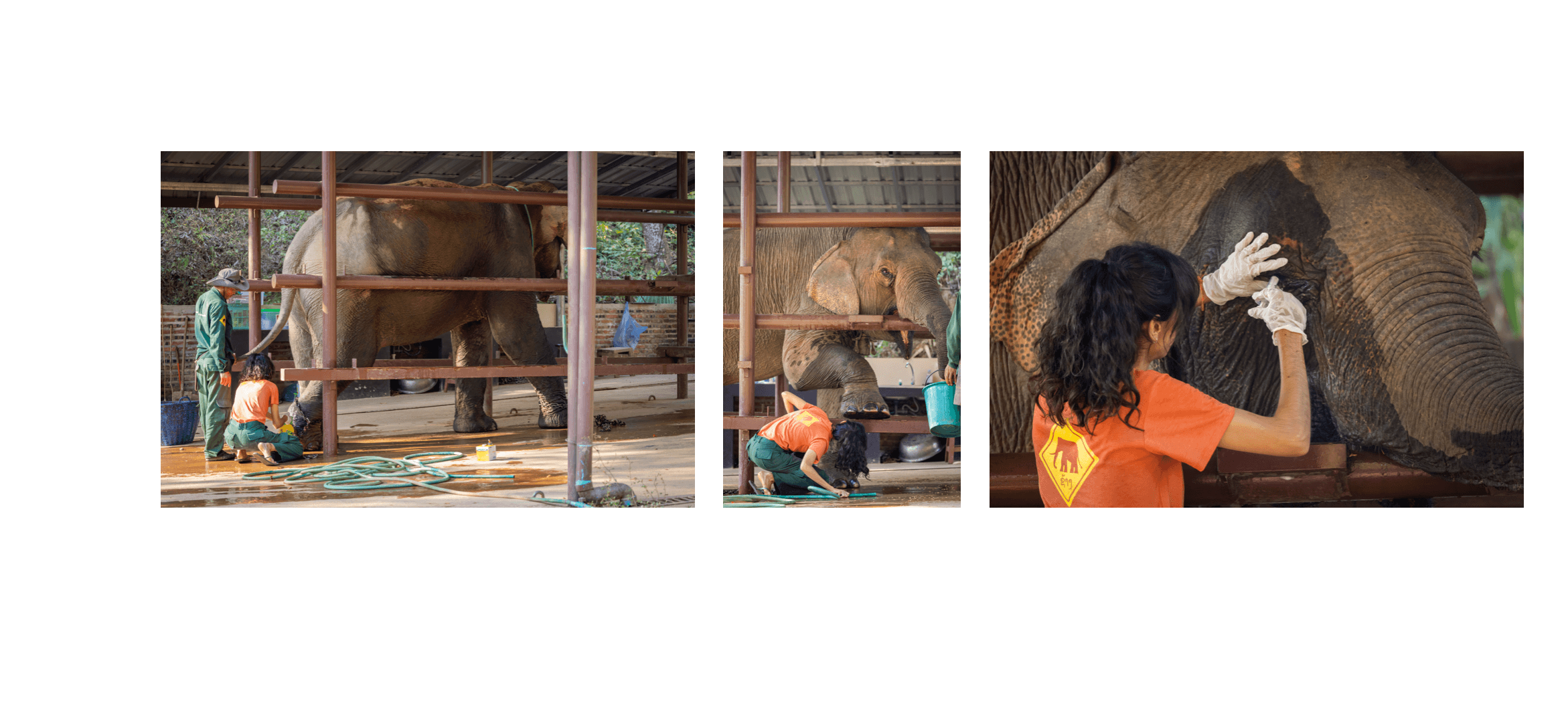 Voyage au Laos - hôpital dédié aux éléphants du Laos opérant 24h/24 au sein de l’ECC