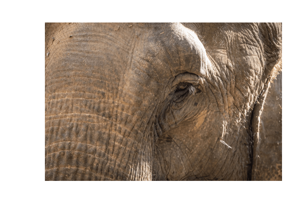 Voyage au Laos - Gros plan sur un oeil d'éléphant de l'ECC, au Laos