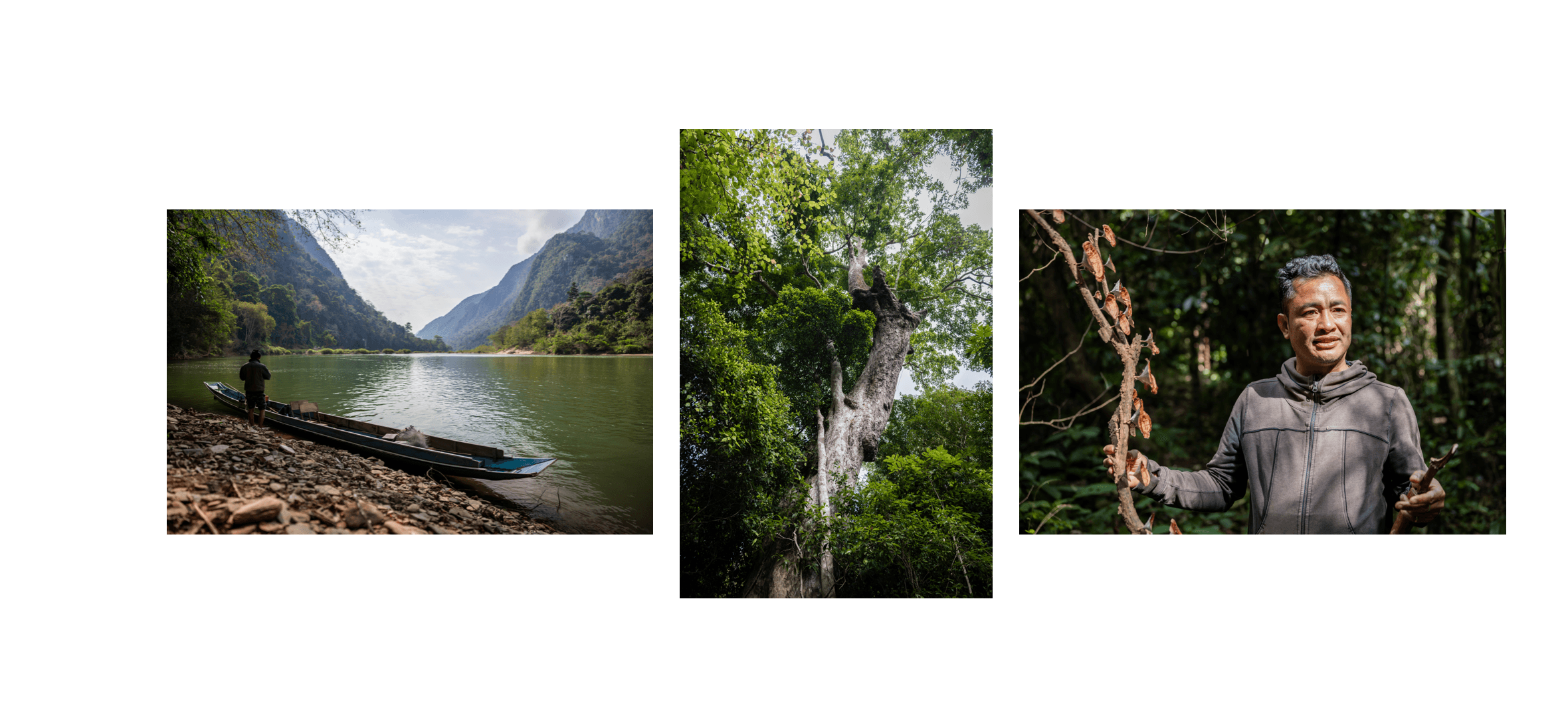 Voyage au Laos - Vita, guide local à Muang Ngoi, expliquant les plantes médicinales et usages traditionnels en forêt