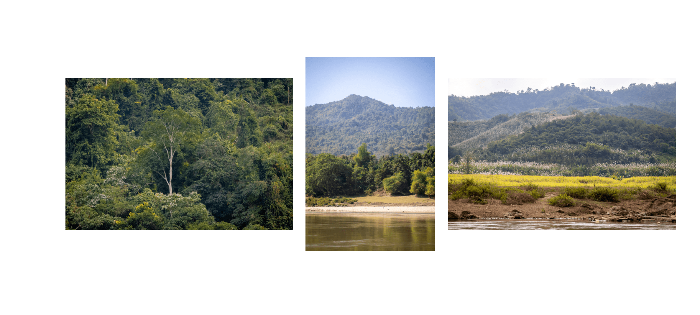 Voyage au Laos - jungle dense descendant jusqu'au fleuve Mékong durant la croisière