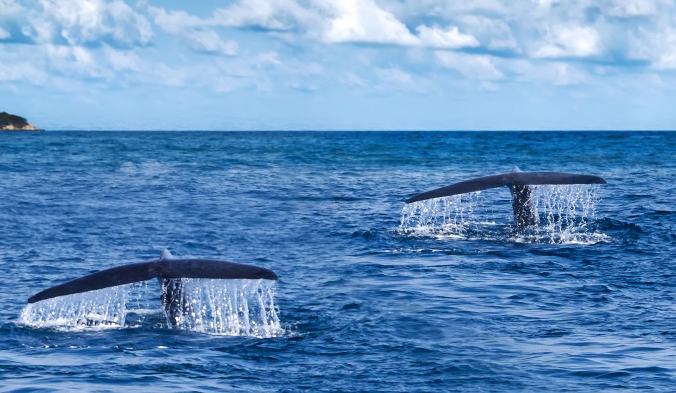 Baleines à bosse bleues au Sri Lanka
