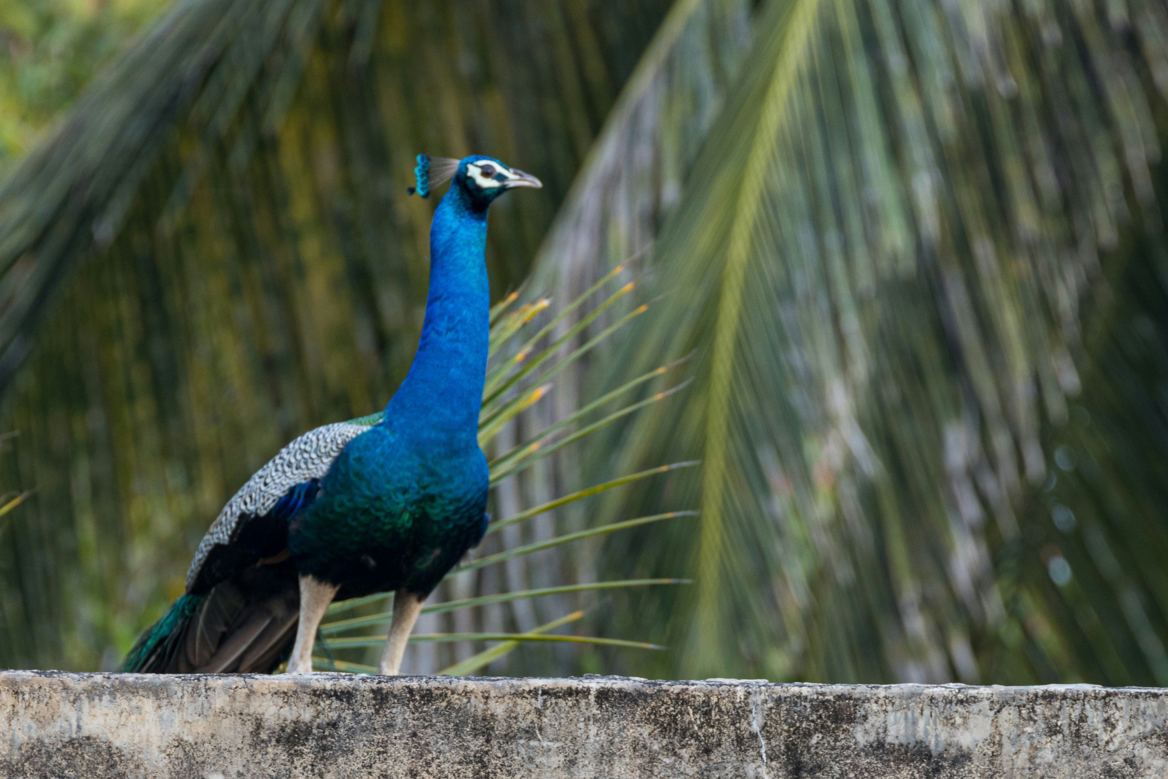 Paon bleu au Sri Lanka