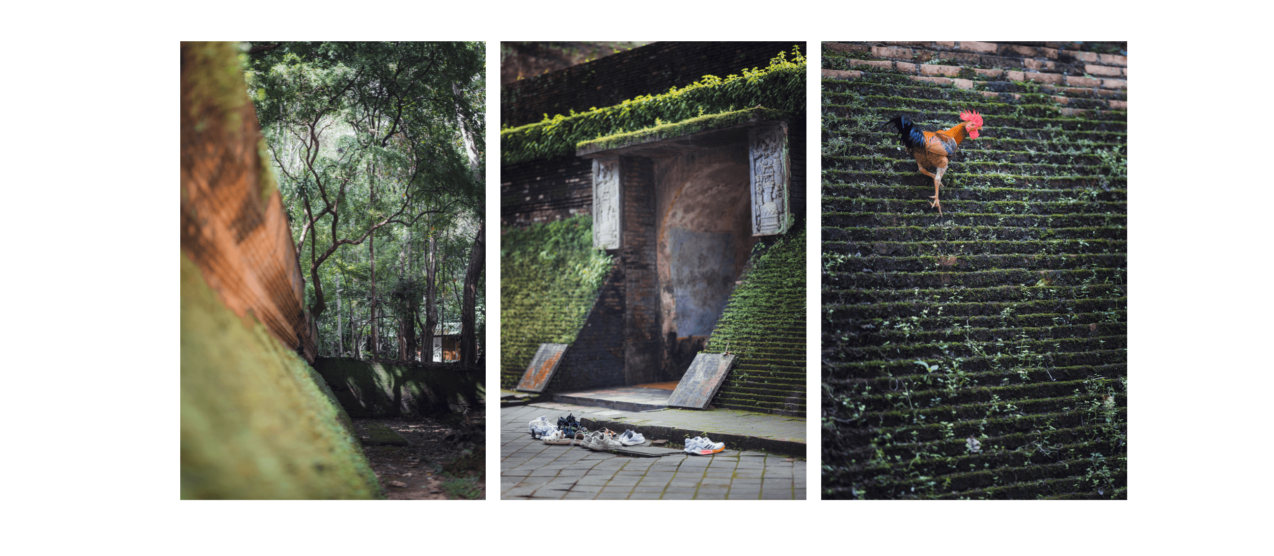 Voyage en Thaïlande - Forêt environnante et coq en liberté sur les parois du Wat Umong à Chiang Mai